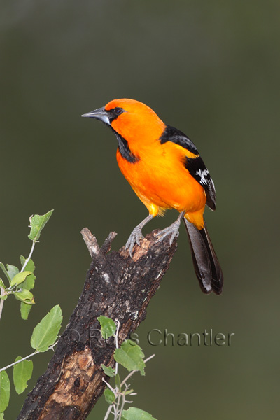 Altamira Oriole © Russ Chantler